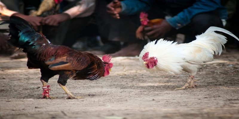 Tìm hiểu thông tin khái quát về trường gà Savan